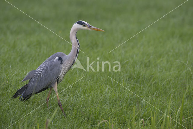 Grey Heron (Ardea cinerea)