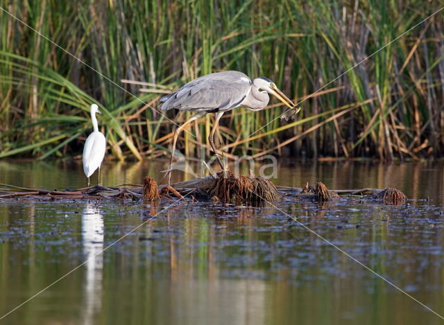 Blauwe Reiger (Ardea cinerea)