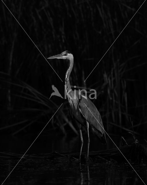 Grey Heron (Ardea cinerea)