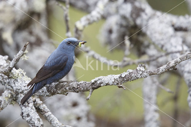 Blauwe Rotslijster (Monticola solitarius)