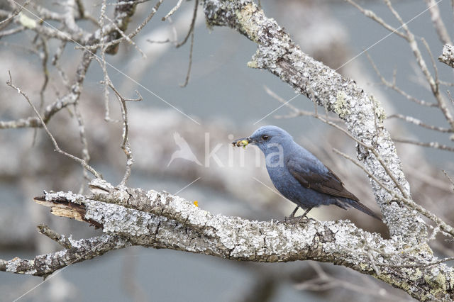 Blue Rock-Thrush (Monticola solitarius)