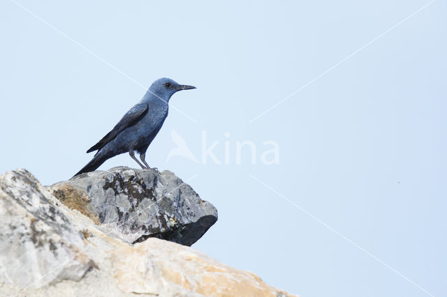 Blue Rock-Thrush (Monticola solitarius)