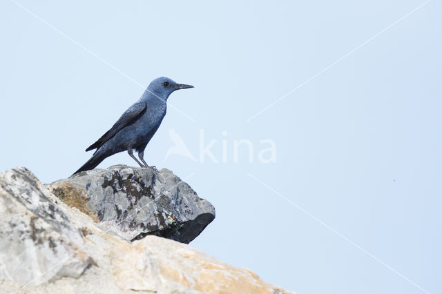 Blauwe Rotslijster (Monticola solitarius)