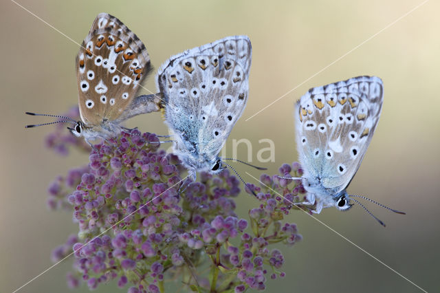Bleek blauwtje (Polyommatus coridon)
