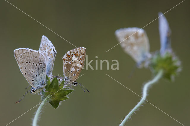 Bleek blauwtje (Polyommatus coridon)