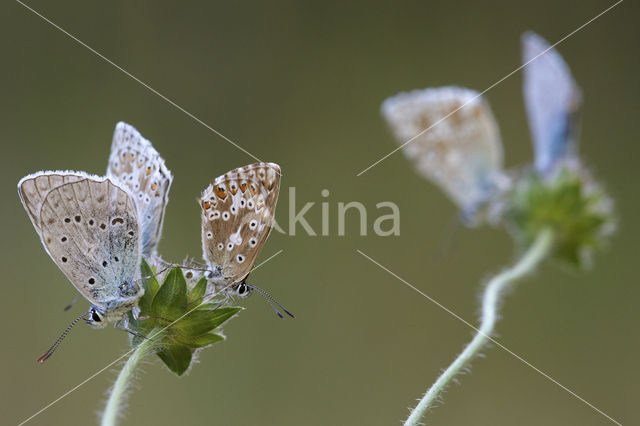 Bleek blauwtje (Polyommatus coridon)