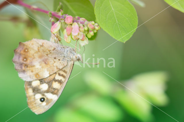 Speckled Wood (Pararge aegeria)