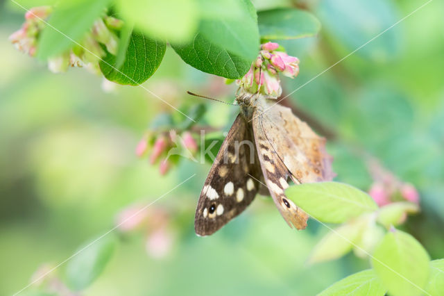 Speckled Wood (Pararge aegeria)