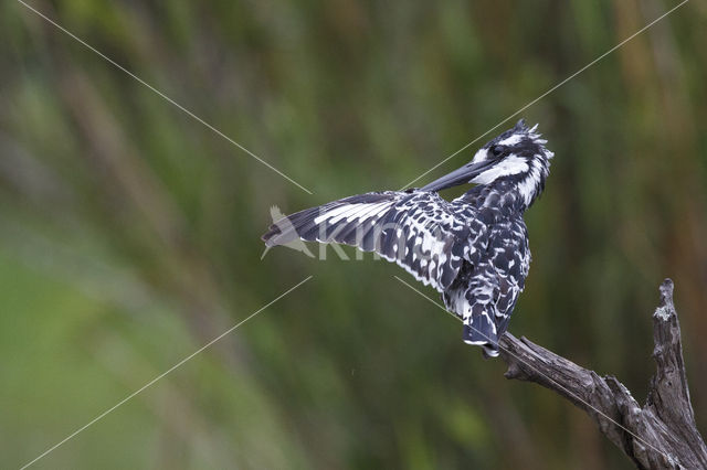 Pied kingfisher (Ceryle rudis)