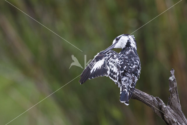 Bonte IJsvogel (Ceryle rudis)