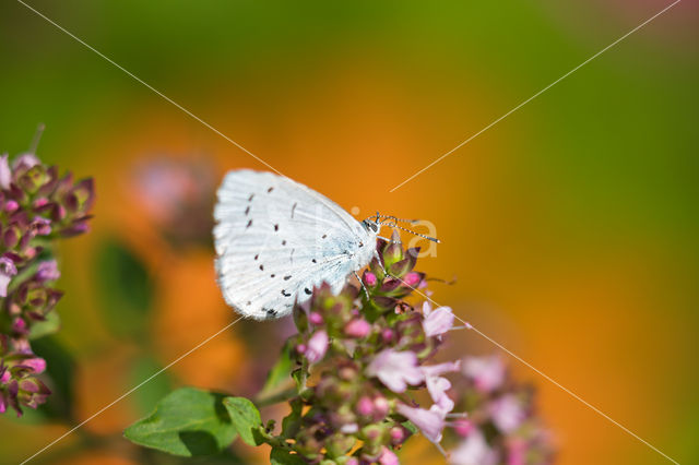 Boomblauwtje (Celastrina argiolus)