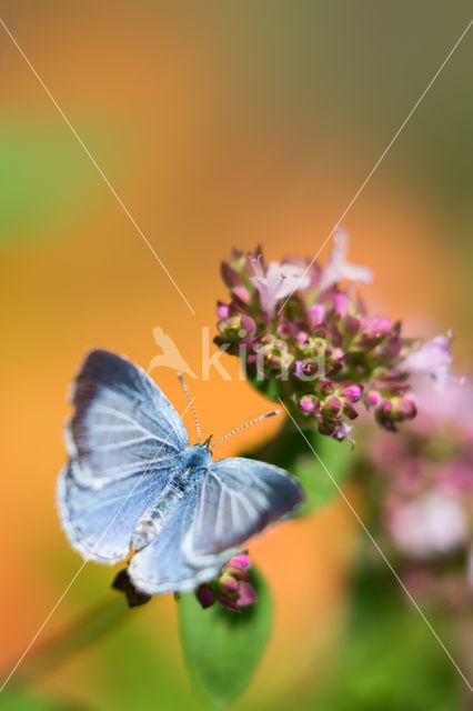 Boomblauwtje (Celastrina argiolus)