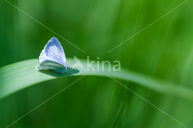 Boomblauwtje (Celastrina argiolus)