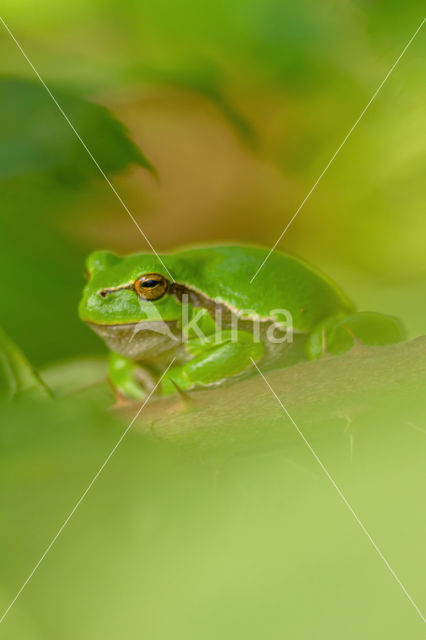 Tree frog (Hyla sp.)