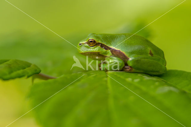 Tree frog (Hyla sp.)