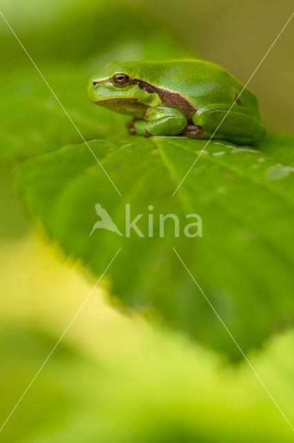 Boomkikker (Hyla sp.)