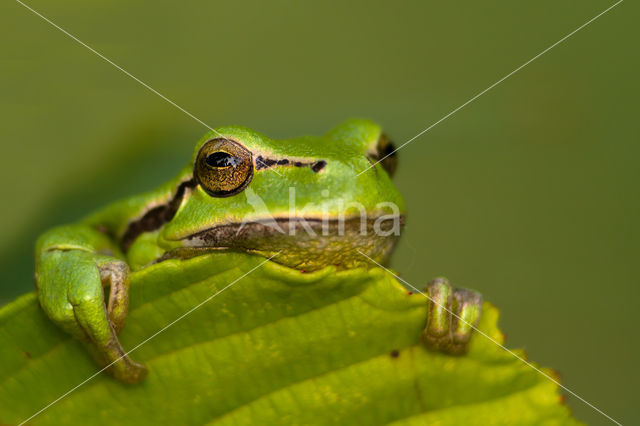 Tree frog (Hyla sp.)