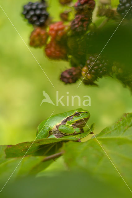 Boomkikker (Hyla sp.)