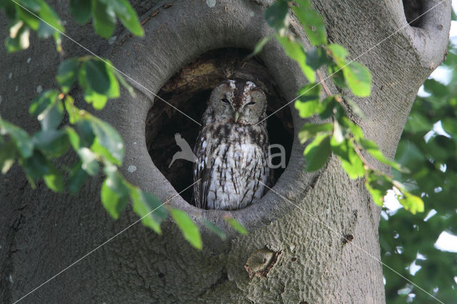 Tawny Owl (Strix aluco)