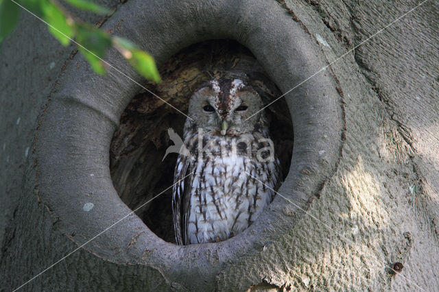 Tawny Owl (Strix aluco)