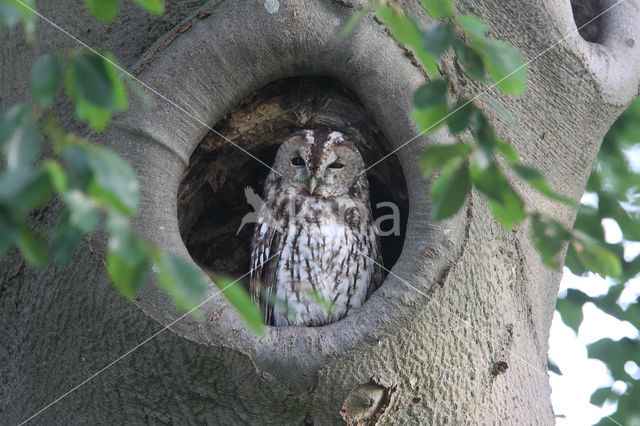 Bosuil (Strix aluco)