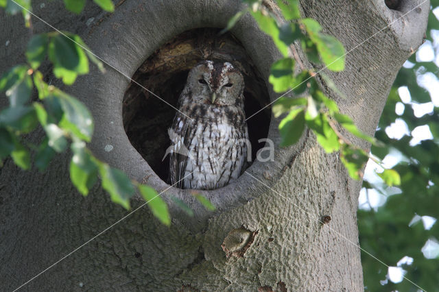 Bosuil (Strix aluco)