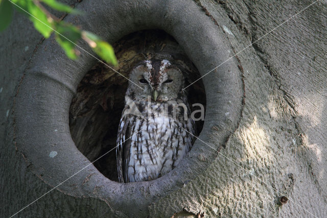 Tawny Owl (Strix aluco)