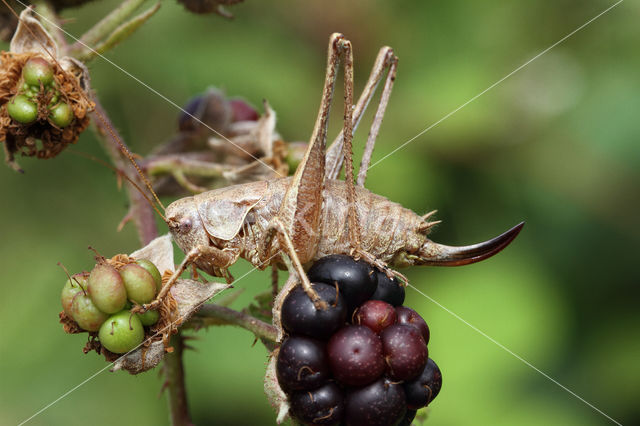 Bramensprinkhaan (Pholidoptera griseoaptera)