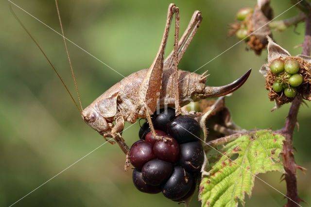 Bramensprinkhaan (Pholidoptera griseoaptera)