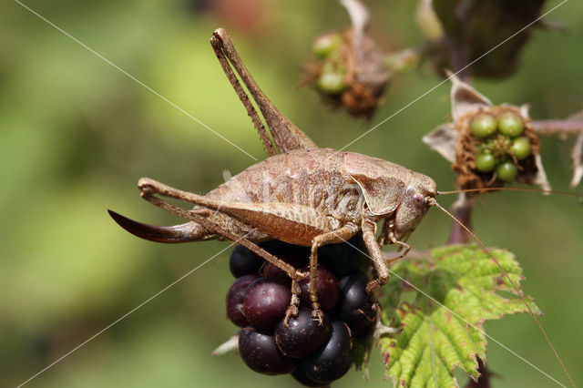 Dark Bush-cricket (Pholidoptera griseoaptera)