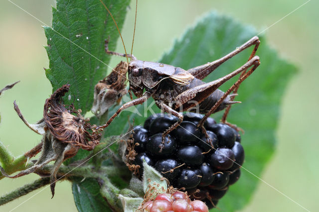 Bramensprinkhaan (Pholidoptera griseoaptera)