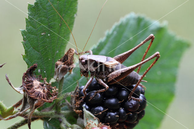 Bramensprinkhaan (Pholidoptera griseoaptera)