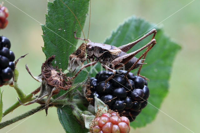 Bramensprinkhaan (Pholidoptera griseoaptera)