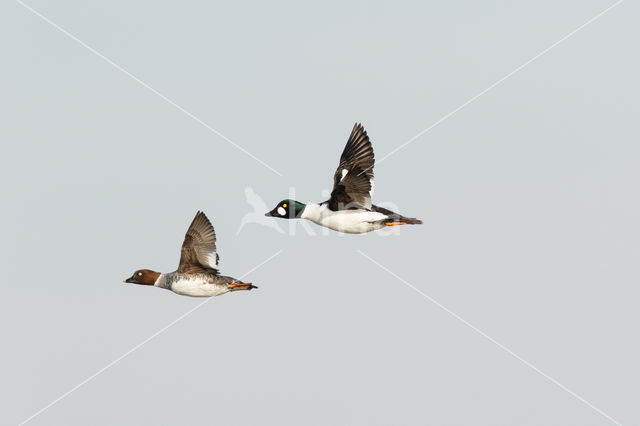 Common Goldeneye (Bucephala clangula)
