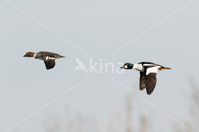 Common Goldeneye (Bucephala clangula)