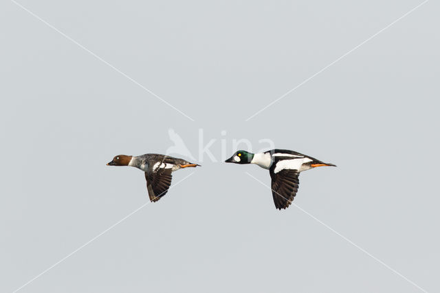 Common Goldeneye (Bucephala clangula)