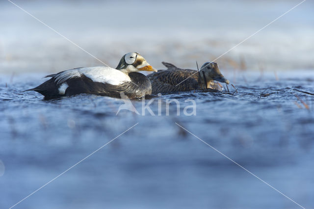 Spectacled Eider (Somateria fischeri)