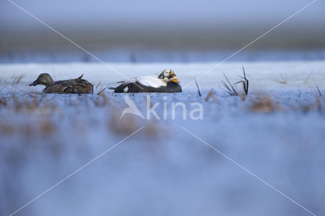 Spectacled Eider (Somateria fischeri)