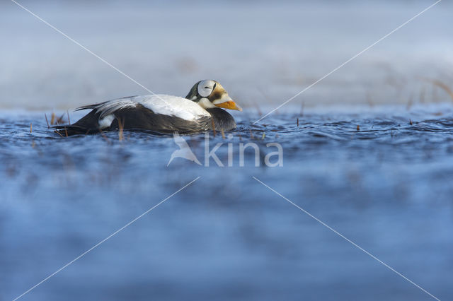 Spectacled Eider (Somateria fischeri)