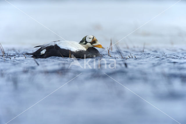 Spectacled Eider (Somateria fischeri)