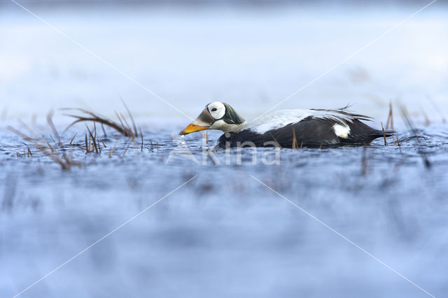 Spectacled Eider (Somateria fischeri)