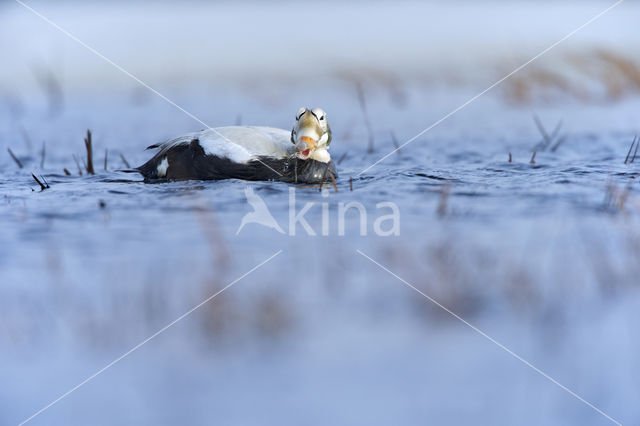 Spectacled Eider (Somateria fischeri)