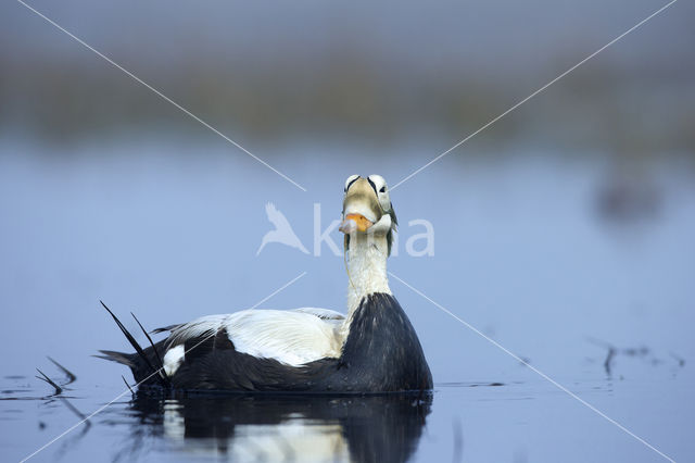 Spectacled Eider (Somateria fischeri)