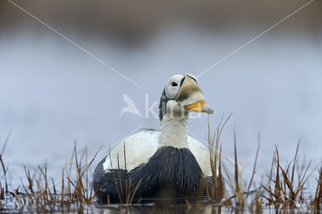 Spectacled Eider (Somateria fischeri)