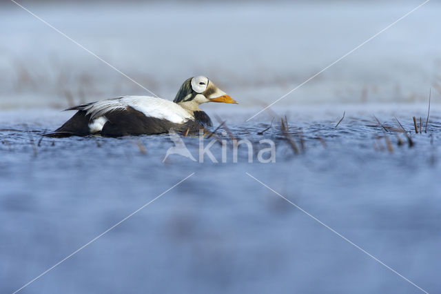 Spectacled Eider (Somateria fischeri)