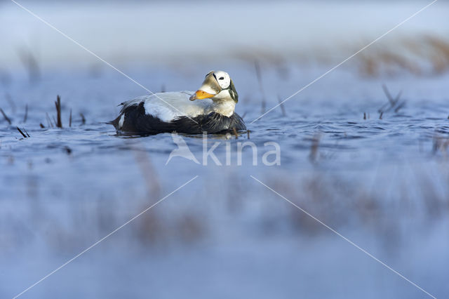 Spectacled Eider (Somateria fischeri)