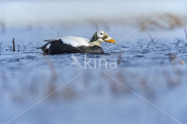 Spectacled Eider (Somateria fischeri)