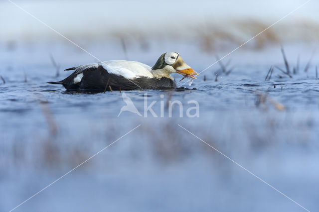 Spectacled Eider (Somateria fischeri)