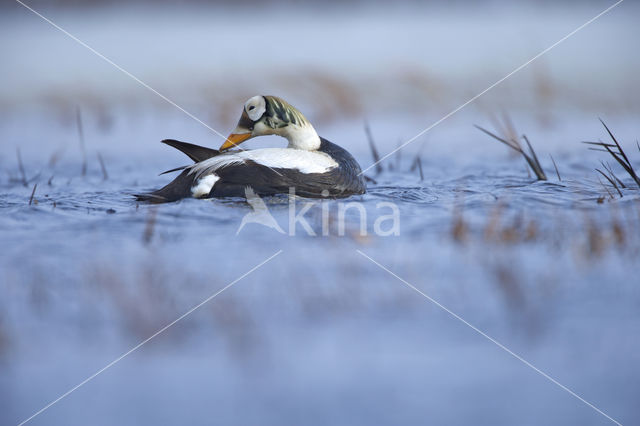 Spectacled Eider (Somateria fischeri)