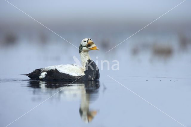 Brileidereend (Somateria fischeri)